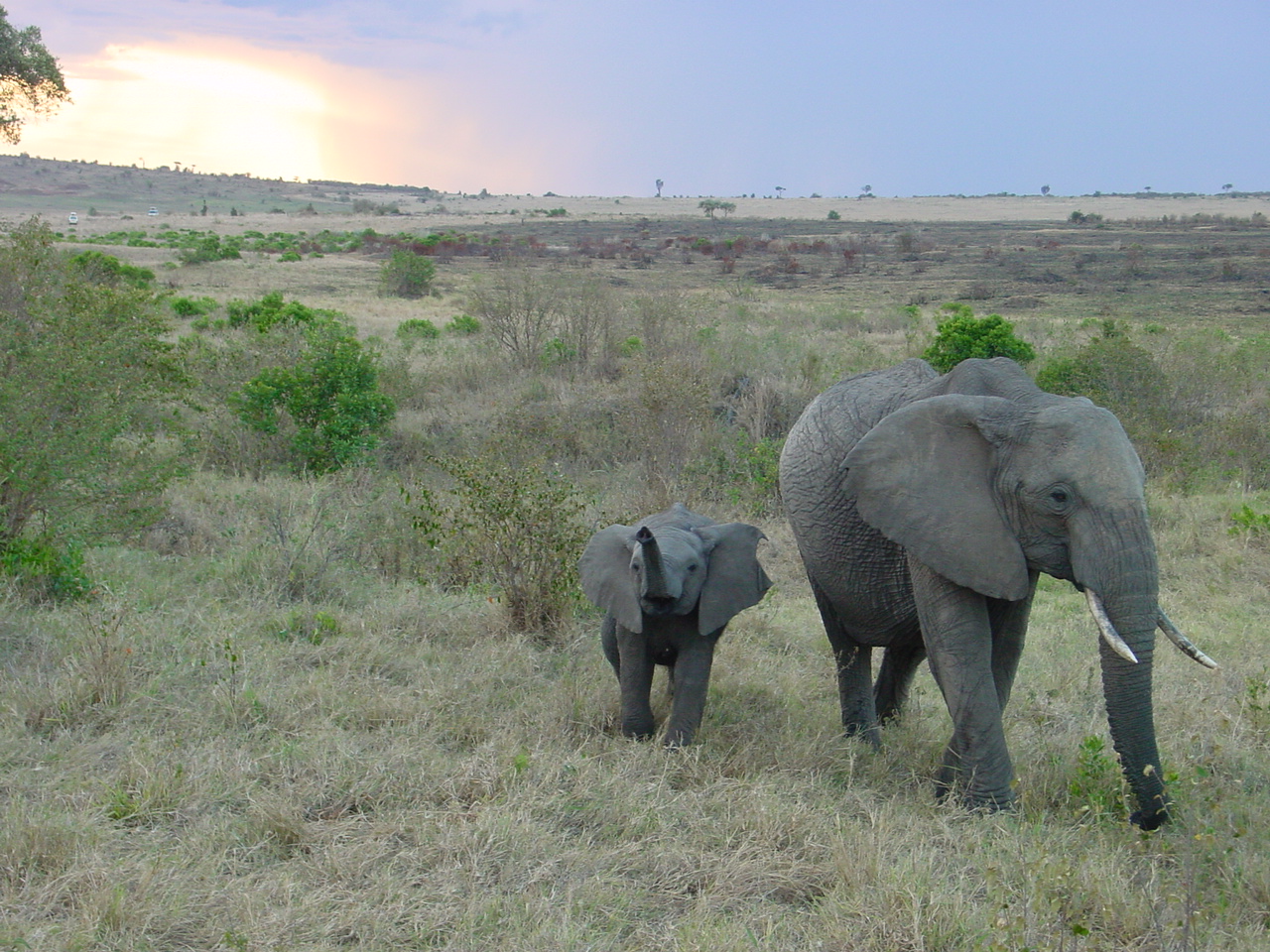 Masai Mara Nat. Reserve